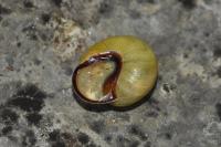 Cepaea nemoralis