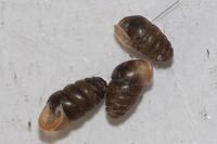 Lauria cylindracea
