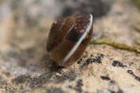 Hygromia cinctella