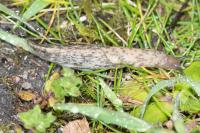 Deroceras reticulatum