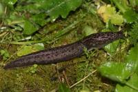 Limax maximus