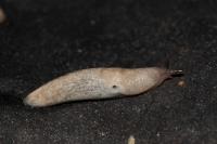 Deroceras reticulatum