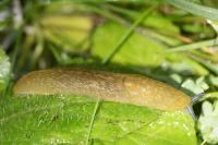 Limacus flavus