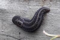 Limax maximus