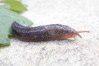 Limax maximus