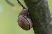 Cepaea nemoralis