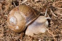 Helix pomatia
