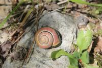 Cepaea nemoralis
