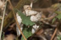 Cochlicella acuta
