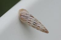 Cochlicella acuta
