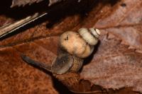 Pomatias elegans