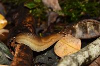 Arion fasciatus