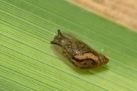 Succinea putris