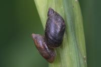 Succinea putris