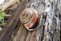 Cepaea nemoralis