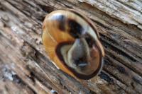 Cepaea nemoralis