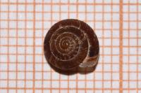Xeroplexa intersecta
