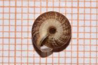 Xeroplexa intersecta
