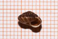 Xeroplexa intersecta