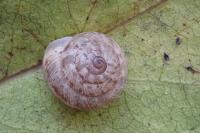 Xeroplexa intersecta