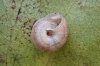 Xeroplexa intersecta