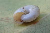 Oxychilus