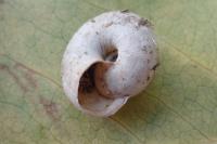 Xeroplexa intersecta
