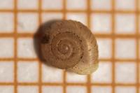 Vallonia costata