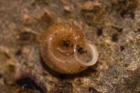Vallonia costata