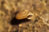 Vallonia costata