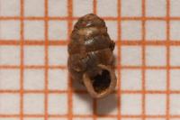 Lauria cylindracea