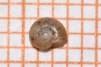 Perpolita hammonis