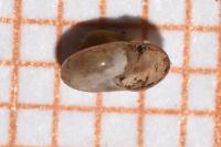 Perpolita hammonis