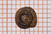 Bathyomphalus contortus