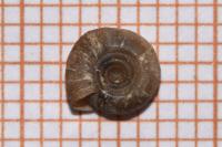 Bathyomphalus contortus