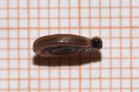 Anisus leucostoma