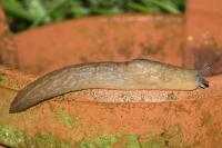 Limacus flavus