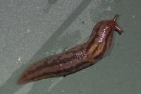 Ambigolimax