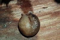 Deroceras reticulatum