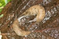 Deroceras reticulatum