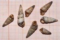 Cochlicella acuta