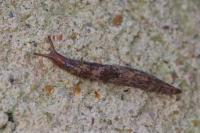 Deroceras reticulatum