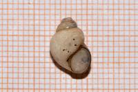 Bithynia tentaculata