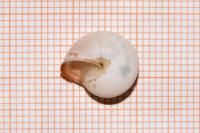 Monacha cartusiana