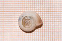 Monacha cartusiana