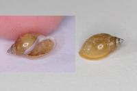 Physella acuta