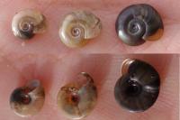 Gyraulus