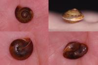 Hygromia cinctella