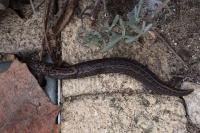 Limax maximus