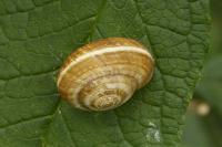Cernuella